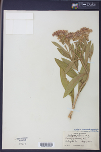 Asclepias incarnata var. pulchra image