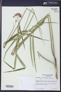 Asclepias lanceolata image
