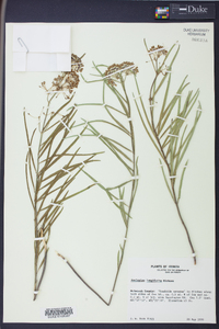 Asclepias longifolia image