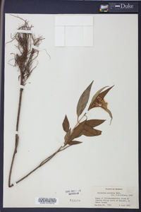 Asclepias perennis image