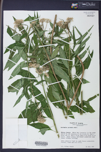 Asclepias perennis image