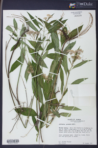 Asclepias perennis image