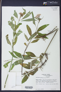 Asclepias perennis image