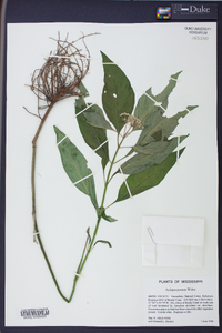 Asclepias perennis image