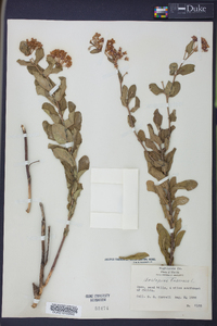 Asclepias tuberosa subsp. rolfsii image