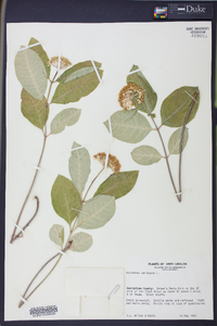 Asclepias variegata image