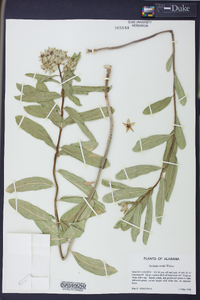 Asclepias viridis image