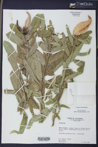 Asclepias viridis image