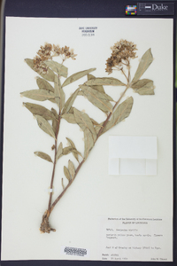 Asclepias viridis image