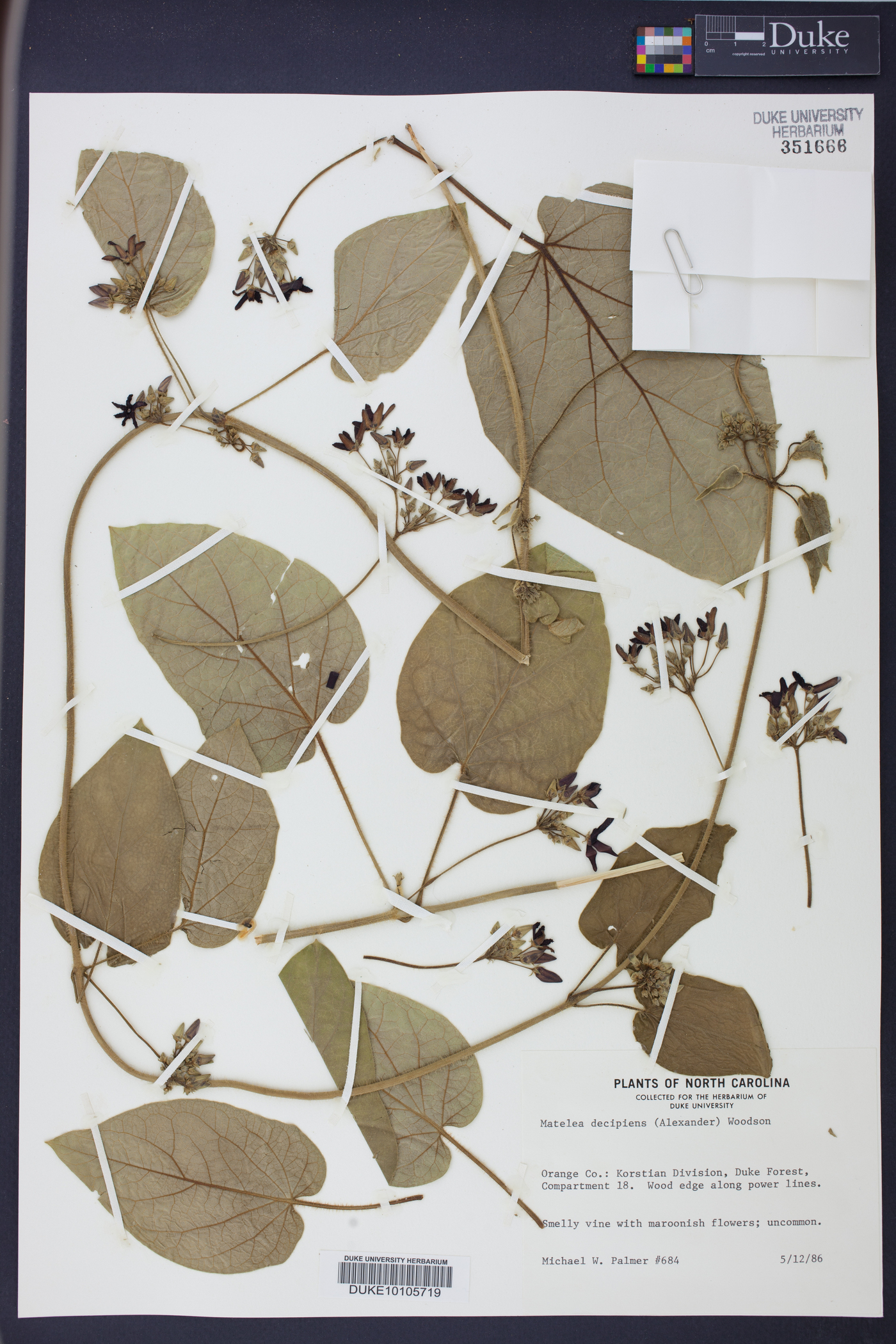 Matelea decipiens image