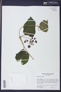 Matelea decipiens image