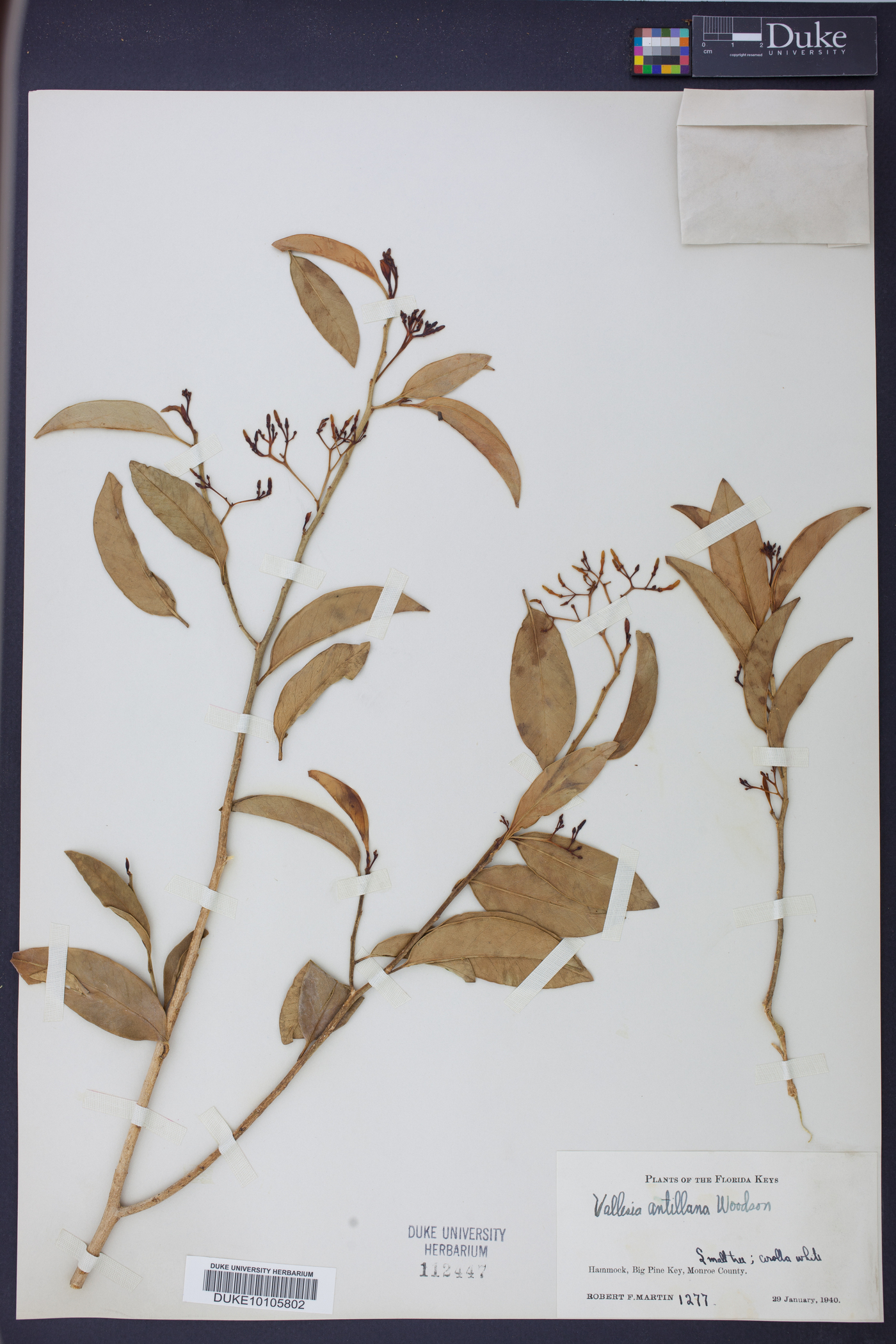 Vallesia antillana image