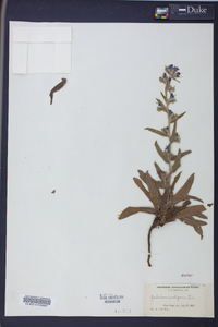 Echium vulgare image