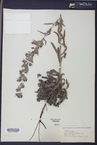 Echium vulgare image