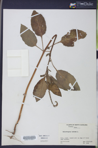 Heliotropium indicum image