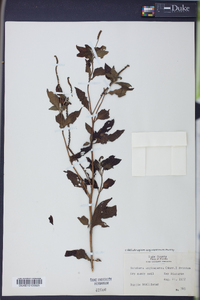 Heliotropium angiospermum image