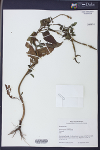 Heliotropium indicum image