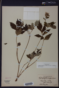 Hydrophyllum virginianum image