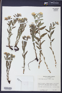 Lithospermum canescens image