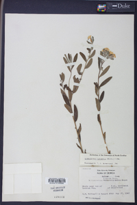 Lithospermum canescens image