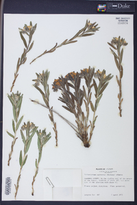 Lithospermum canescens image