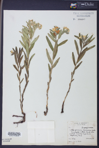 Lithospermum canescens image