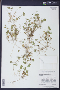 Dichondra carolinensis image