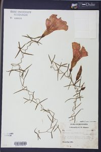 Ipomoea sagittata image