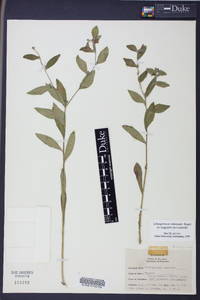 Lithospermum tuberosum image