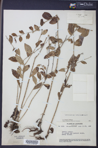 Lithospermum tuberosum image