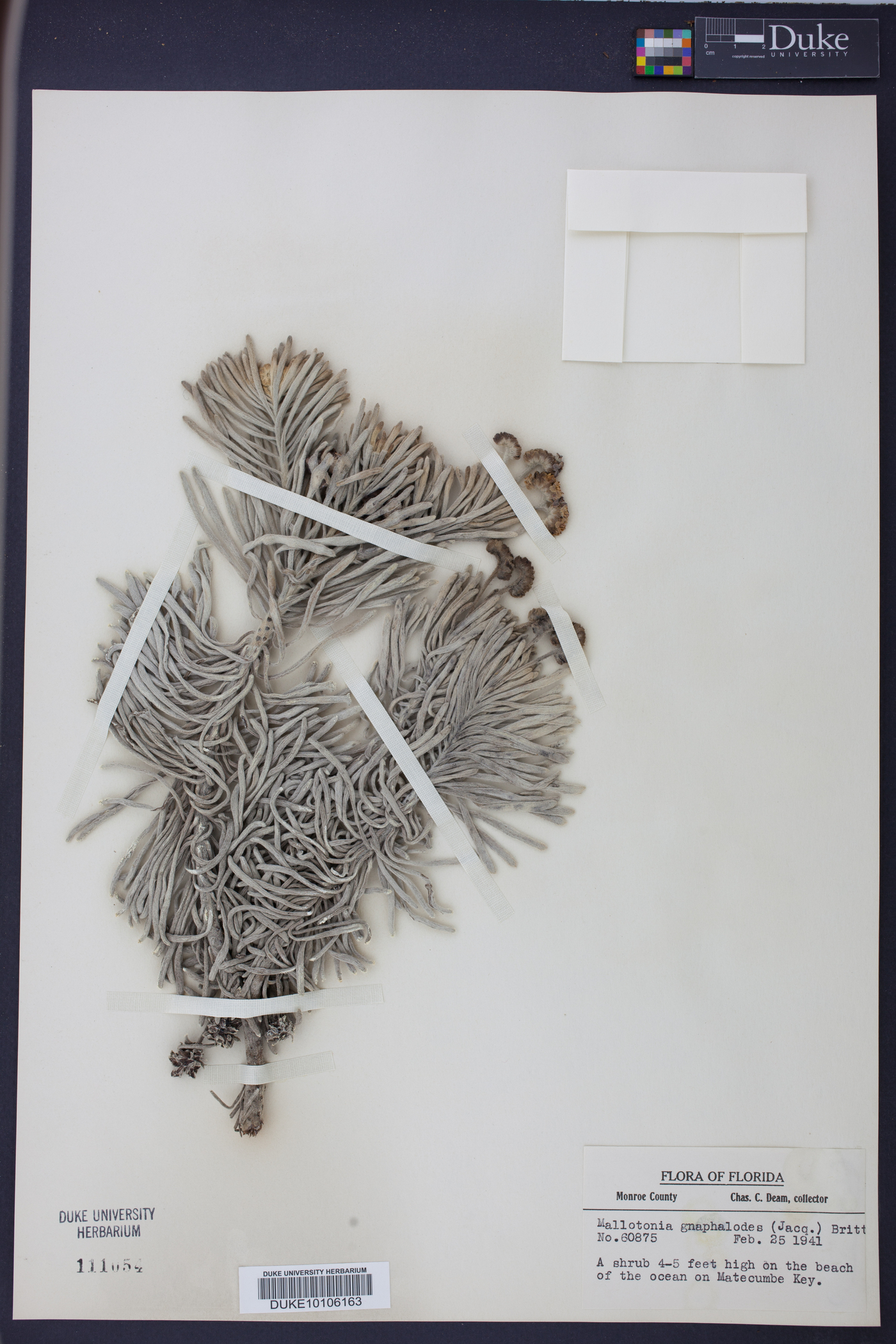 Mallotonia gnaphalodes image