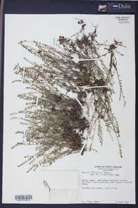 Myosotis discolor image