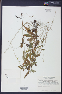 Myosotis macrosperma image