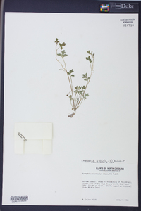 Nemophila aphylla image