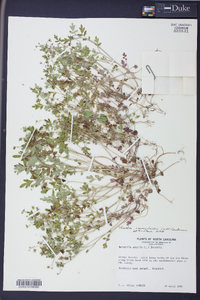 Phacelia ranunculacea image