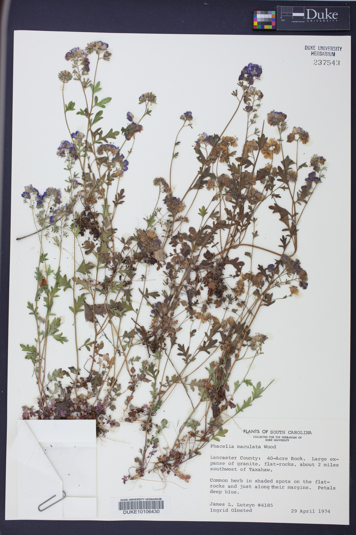 Phacelia maculata image