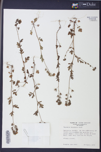 Phacelia maculata image