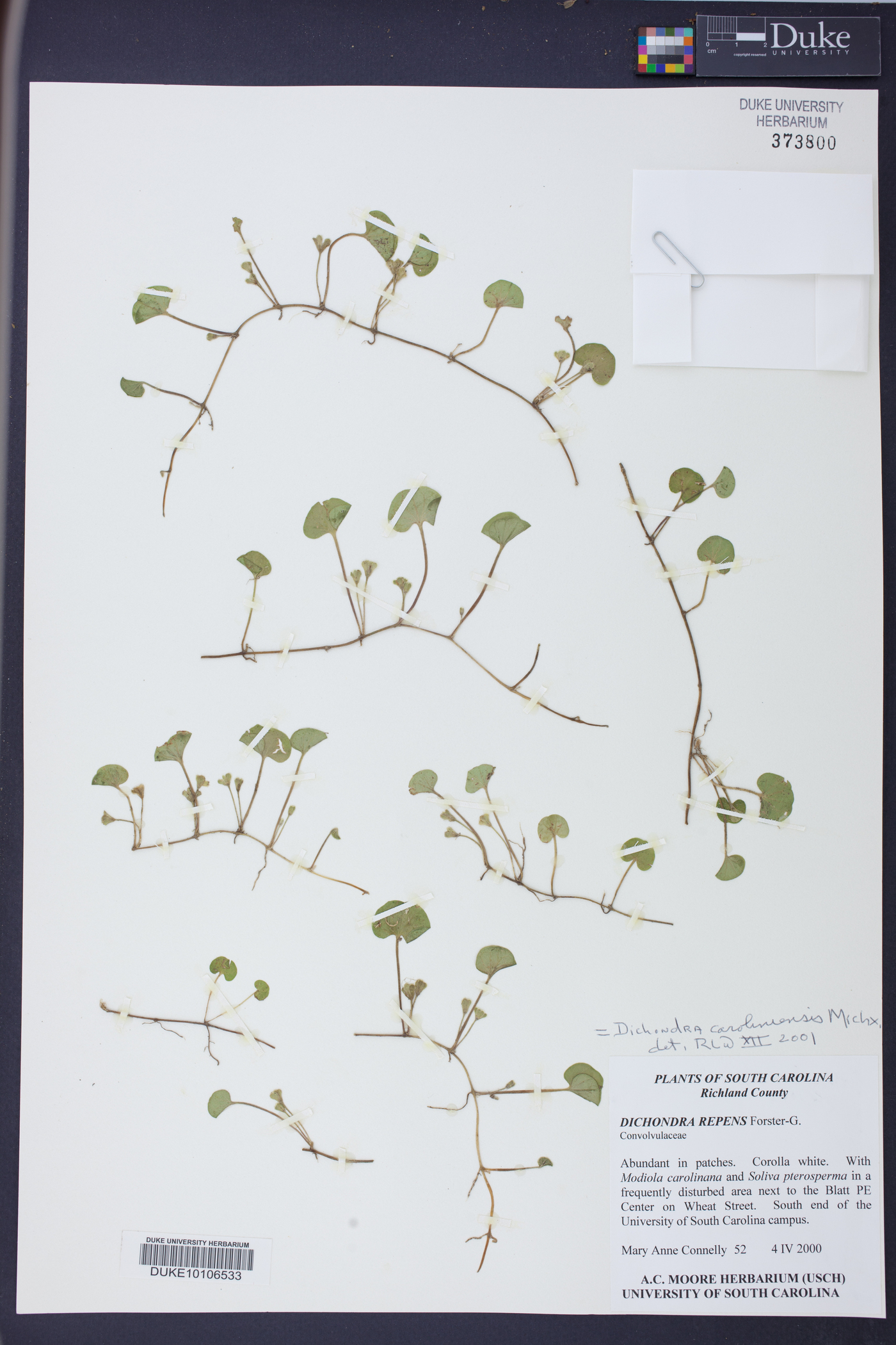 Dichondra carolinensis image