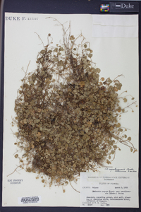 Dichondra carolinensis image