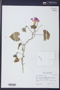 Ipomoea hederacea image