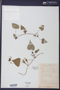 Ipomoea lacunosa image