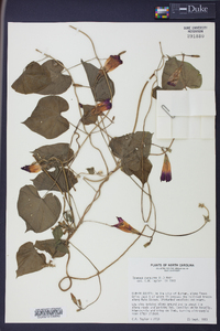 Ipomoea purpurea image