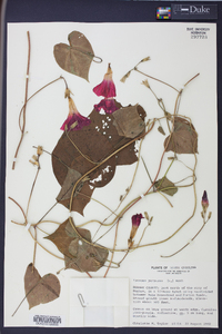 Ipomoea purpurea image