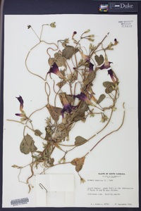 Ipomoea purpurea image