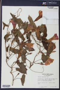 Ipomoea sagittata image