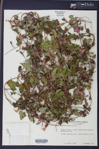 Ipomoea trichocarpa image