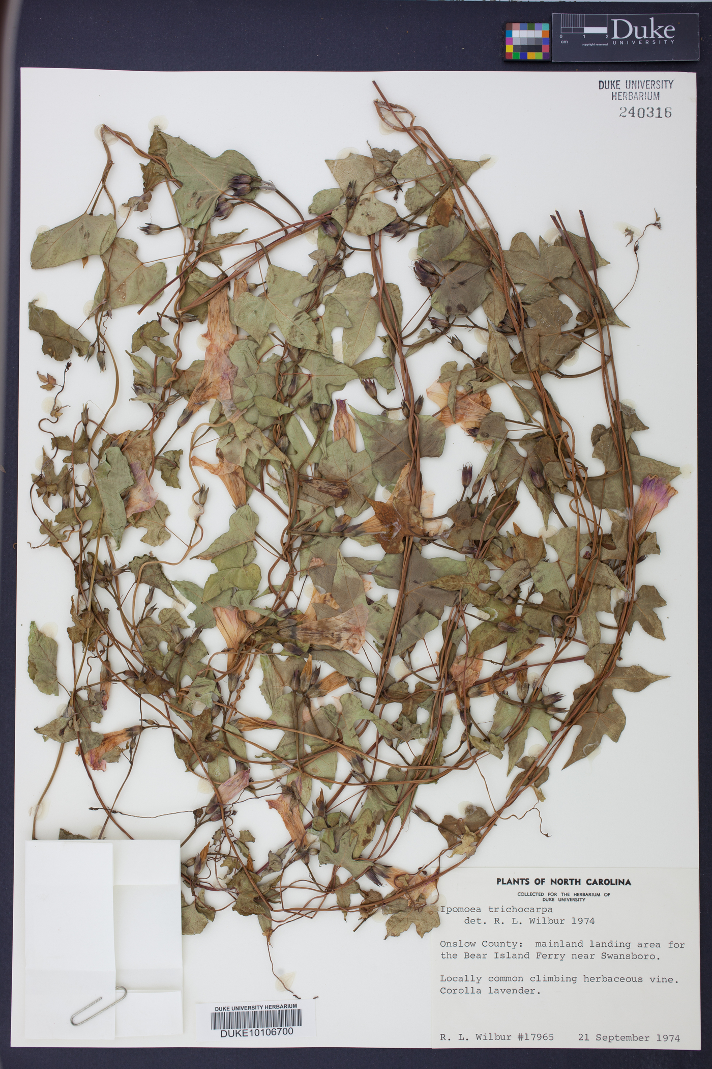 Ipomoea trichocarpa image