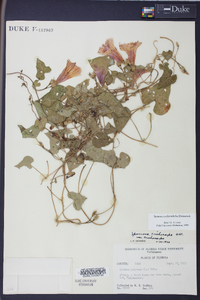 Ipomoea cordatotriloba image