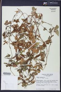 Ipomoea lacunosa image