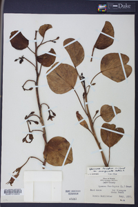 Ipomoea pes-caprae image